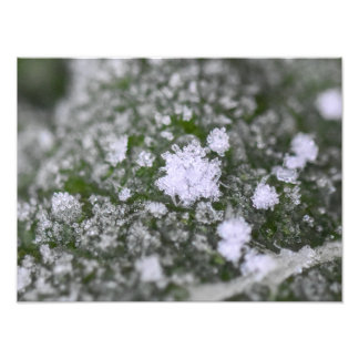 Snowflakes  photo print