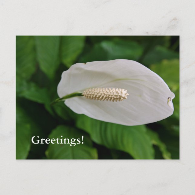 Snowflower Postcard (Front)