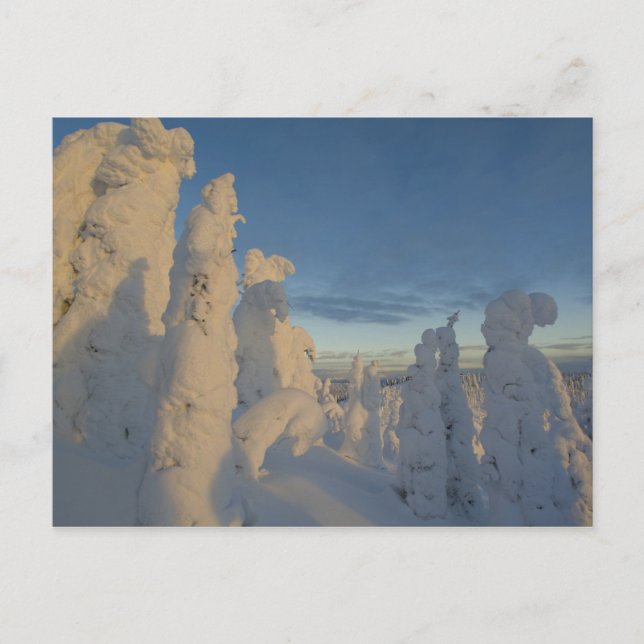 Snowghosts at sunset at Whitefish Mountain 2 Postcard (Front)