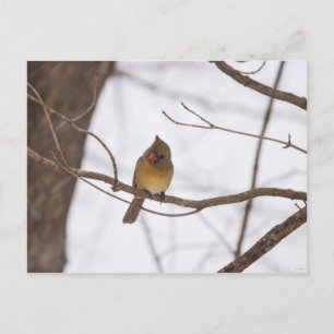 Snowing Again Says Mrs Cardinal Postcard