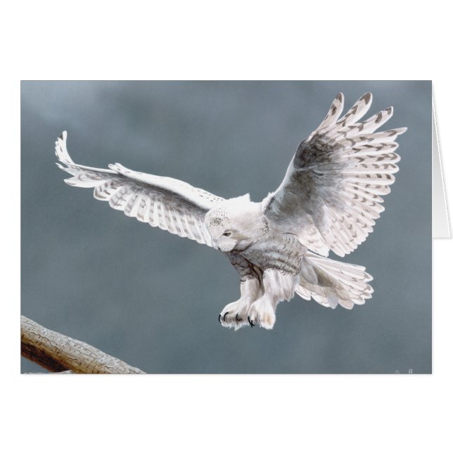 Snowings (Front Horizontal)