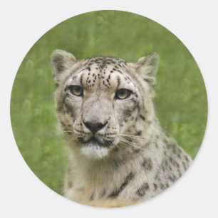 SnowLeopardBCR009 Classic Round Sticker