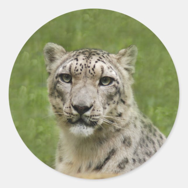 SnowLeopardBCR009 Classic Round Sticker (Front)