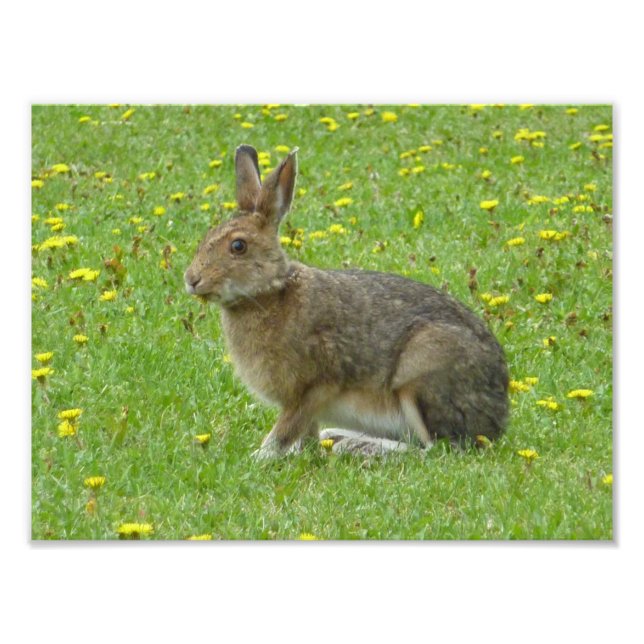 Snowshoe hare adores dandelions photo print (Front)