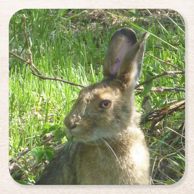 Snowshoe hare grazing square paper coaster (Front)