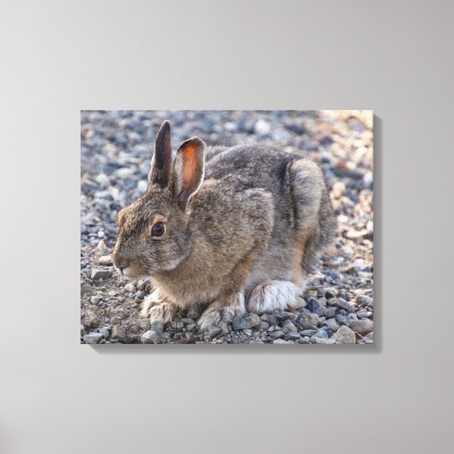 Snowshoe Hare Photo Canvas Print (Front)