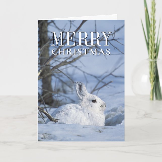 Snowshoe Hare Resting in Snow Holiday Card (Front)