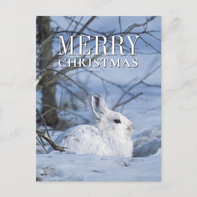 Snowshoe Hare Resting in Snow Holiday Postcard (Front)