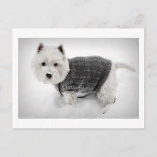 snowy barko in sweater postcard