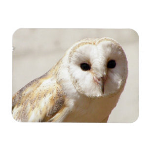 Snowy Barn Owl  Flexible Magnet