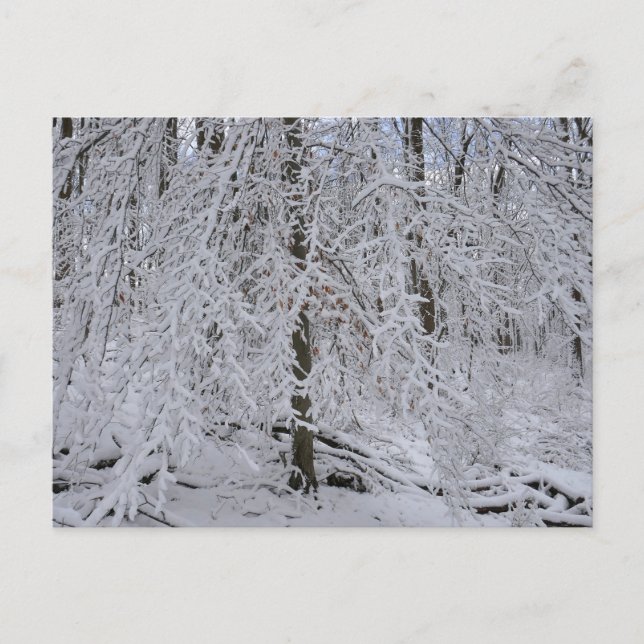 Snowy Birch Tree Canopy Postcard (Front)