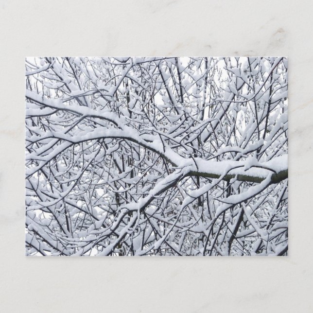 Snowy Branches Postcard (Front)