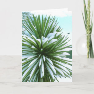 Snowy Cactus card