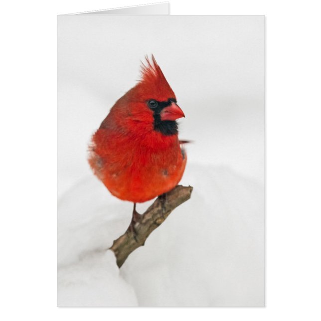 Snowy Day Cardinal (Front)