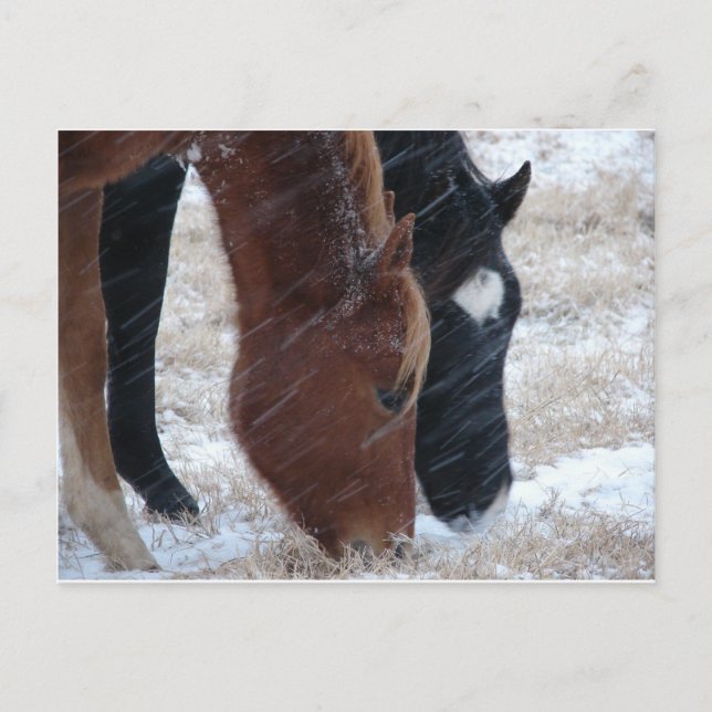 Snowy Eats Postcard (Front)