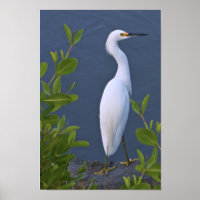 Snowy Egret at Marsh