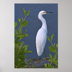 Snowy Egret at Marsh Poster