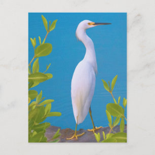 Snowy Egret at the Pond Postcard