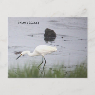 Snowy Egret Bird Postcard