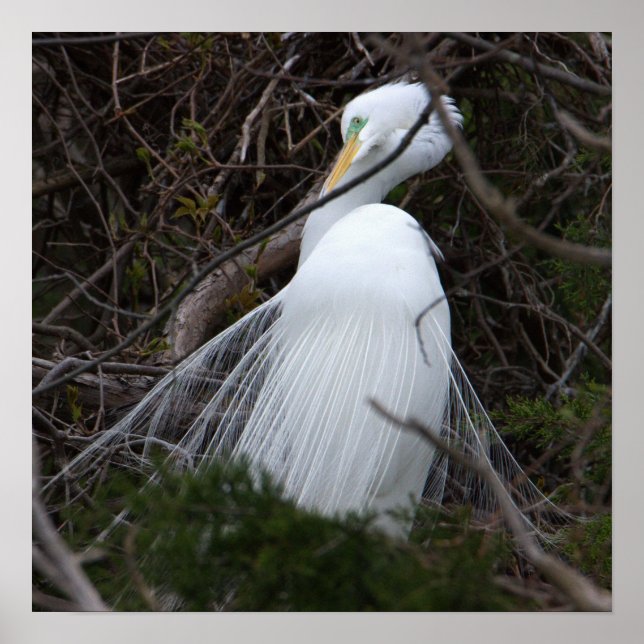 Snowy Egret Bird Poster (Front)