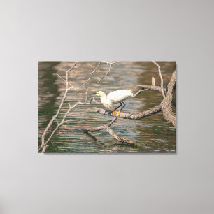 Snowy Egret Canvas Print