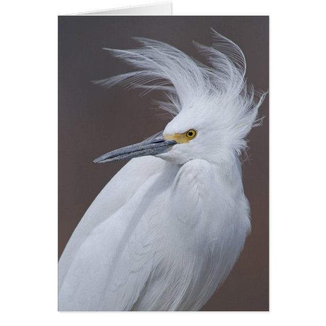 Snowy Egret (Egretta thula) (Front)