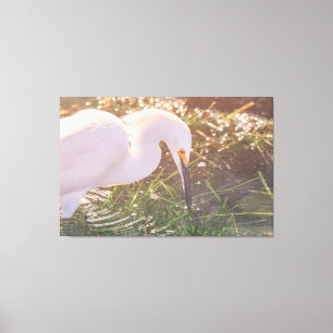 Snowy Egret Foraging in Water Canvas Print