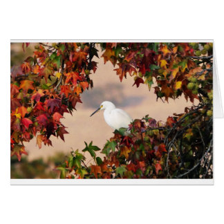 Snowy egret in the  Fall color