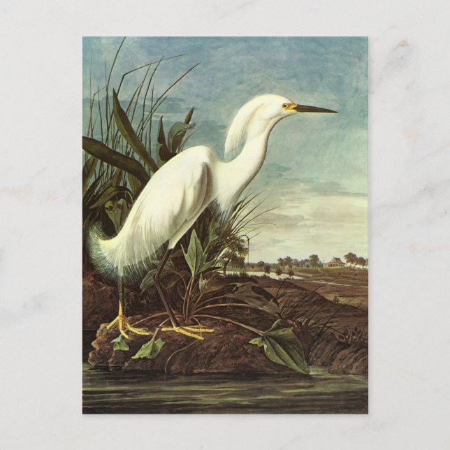 Snowy Egret, John James Audubon Postcard (Front)