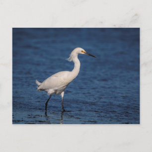 Snowy Egret on North Beach Postcard