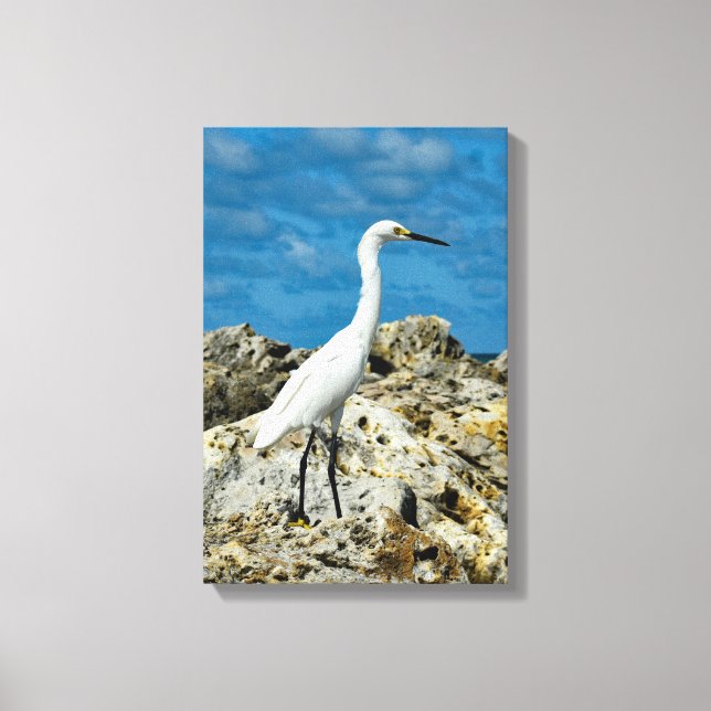 Snowy Egret on the Rocks Canvas Print (Front)