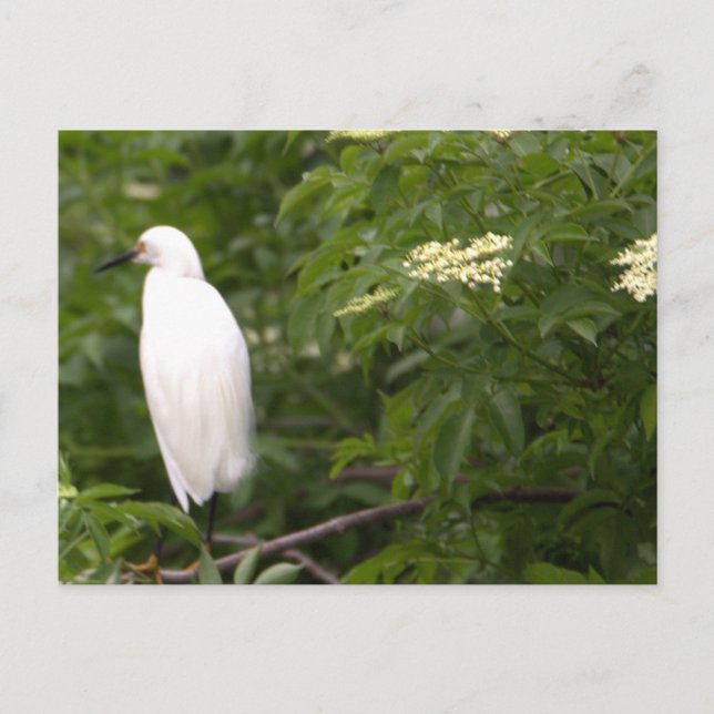 Snowy Egret Photo Postcard (Front)