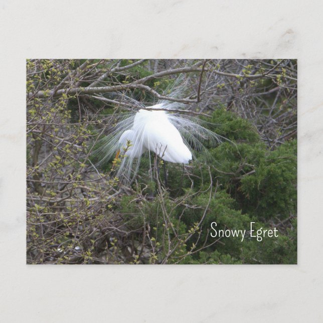 Snowy Egret Photo Postcard (Front)