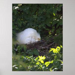Snowy Egret Photo Poster