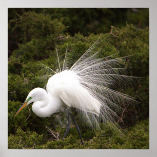 Snowy Egret Photo Poster
