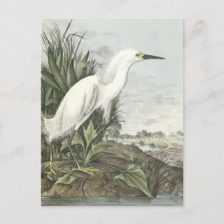 Snowy Egret Postcard