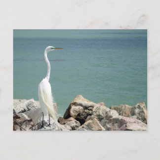 Snowy Egret Postcard