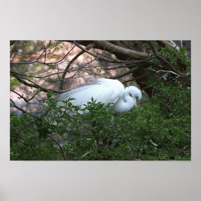 Snowy Egret Poster (Front)
