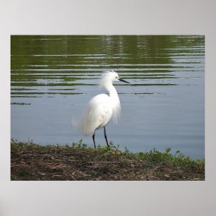 Snowy Egret Poster