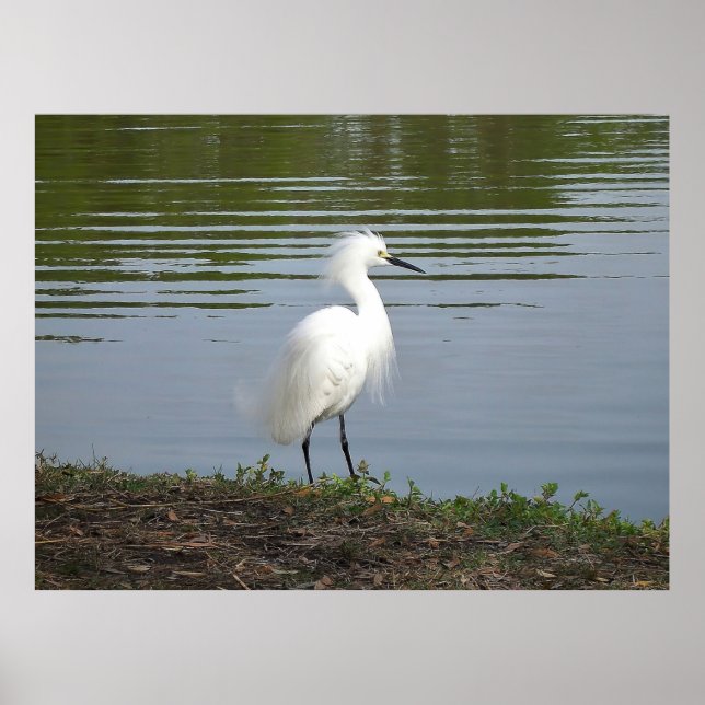 Snowy Egret Poster (Front)