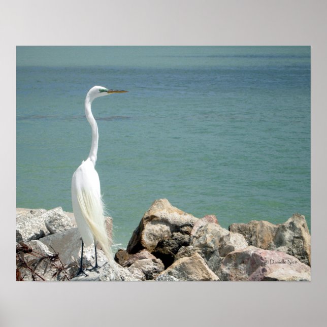Snowy Egret Poster (Front)