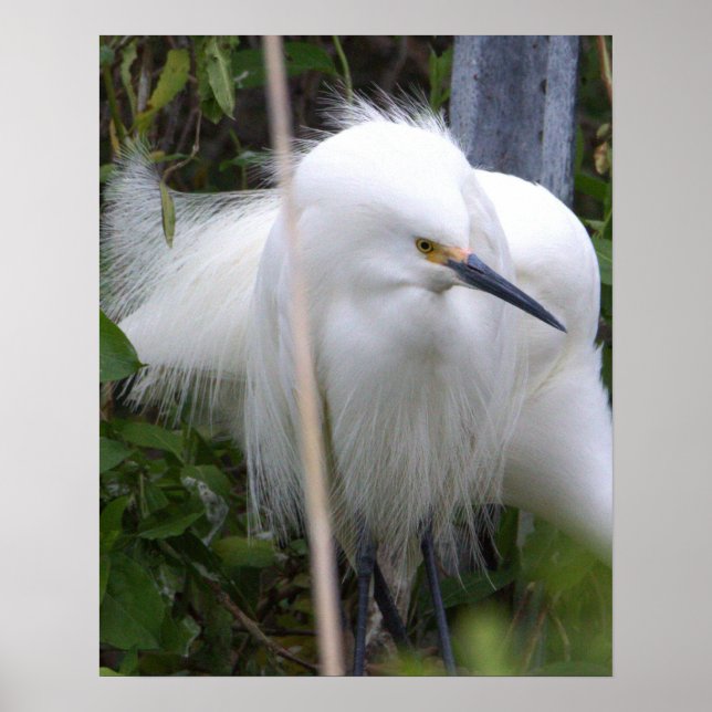 Snowy Egret Poster (Front)
