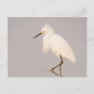 Snowy Egret Walking Postcard