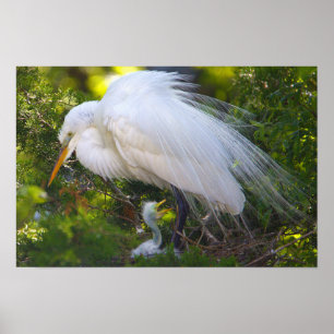 Snowy Egret with Baby Poster