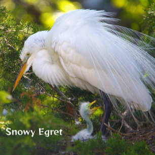 Snowy Egret with Baby Puzzle