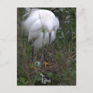 Snowy Egret with Egg Postcard