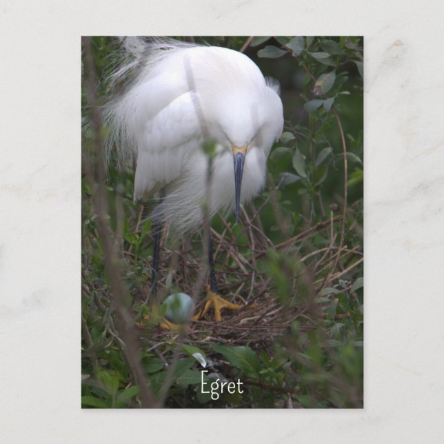 Snowy Egret with Egg Postcard (Front)