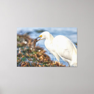 Snowy Egret with Fish Canvas Print