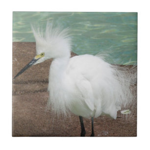 Snowy Egrets Tile