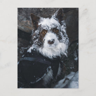 Snowy Face Red Border Collie in Winter Jacket Postcard